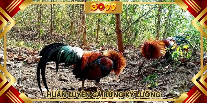 Các bài huấn luyện phù hợp cho chiến kê