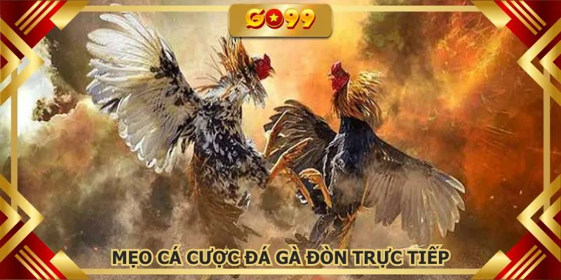 Học hỏi các mẹo cá cược đá gà đòn trực tiếp sẽ giúp ích rất nhiều